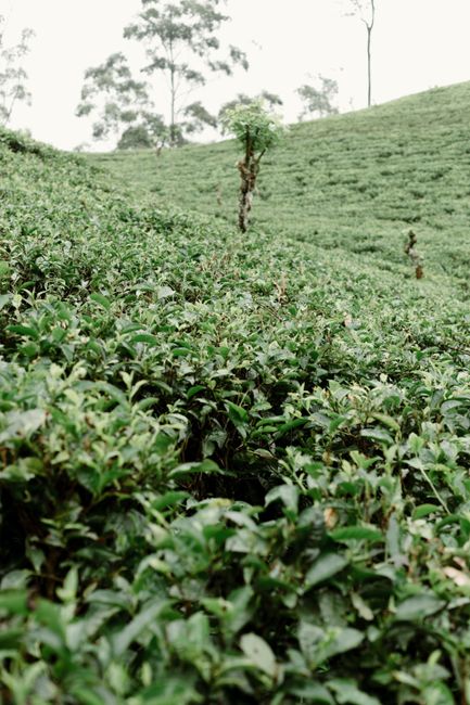 Sri Lanka en 12 días: templos, tren escénico y playas Tren panorámico entre plantaciones de té en Sri Lanka en itinerario de 12 días