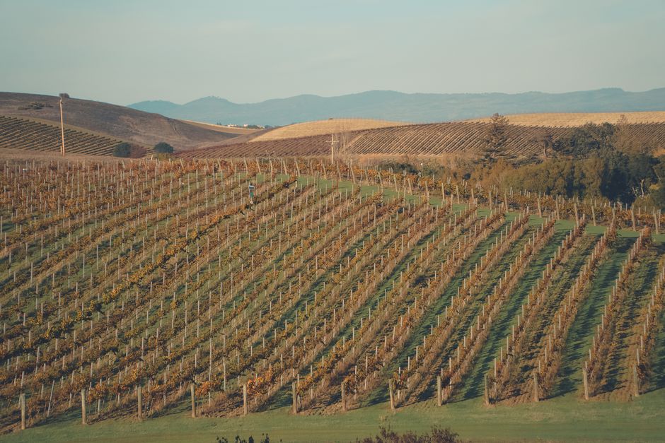 California en 10 días: ruta entre San Francisco, Big Sur y Los Ángeles Filas de viñedos en Napa Valley para un viaje por California en 10 días