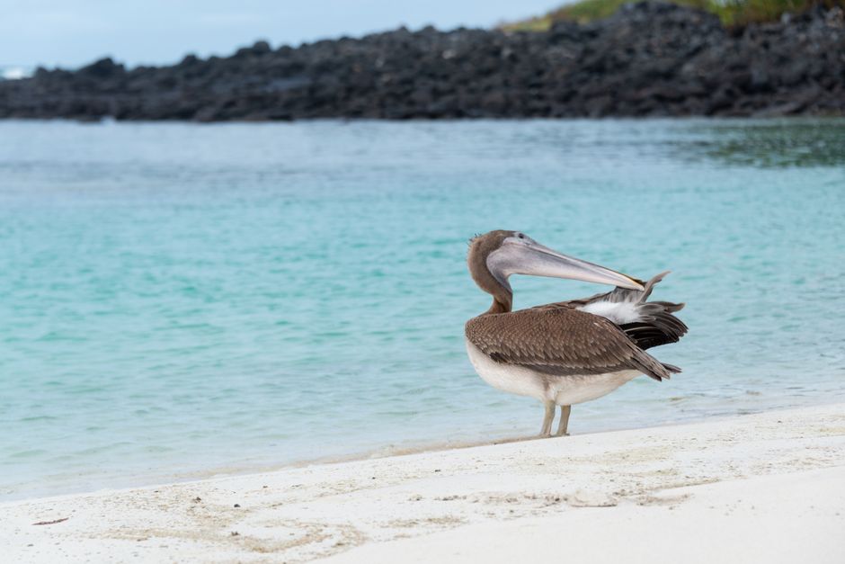 Ecuador y Galápagos en 12 días: naturaleza única y ritmo cuidado Paisaje de las islas Galápagos con fauna marina y costa — Ecuador y Galápagos en 12 días