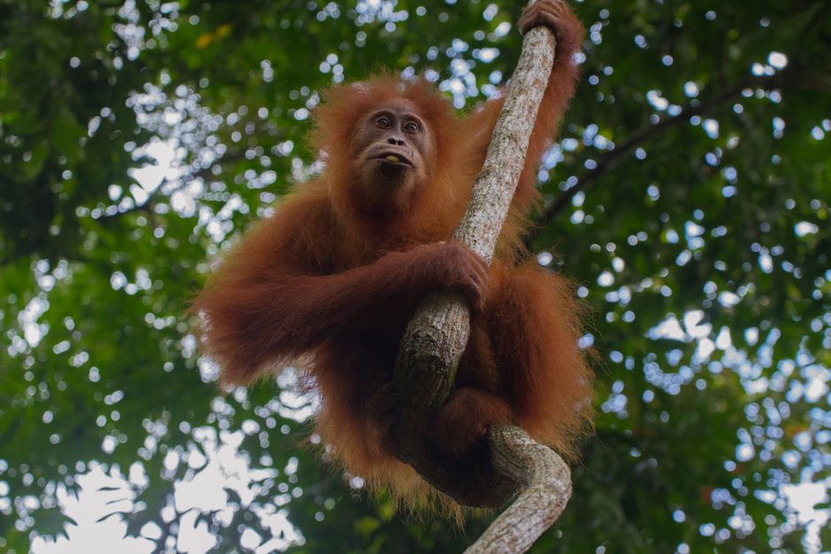 Singapur y Malasia en 10 días: ciudad, selva, cultura y playa Orangután en un entorno de selva en Borneo