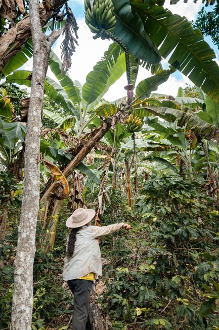 Colombia en 12 días: Bogotá, Eje Cafetero, Cartagena y Caribe Plantación de café en el Eje Cafetero, paisaje de montaña