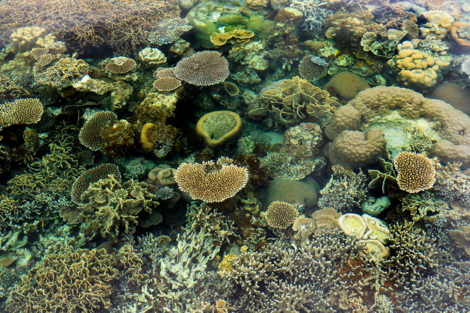 Australia en 15 días: Sídney, Gran Barrera y naturaleza salvaje Snorkel en la Gran Barrera de Coral en Australia